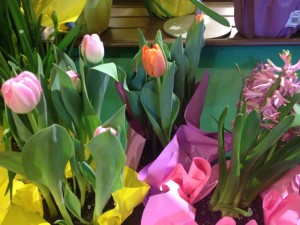 Easter flowers: Tulips and hyacynths