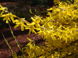 Forsythia blooming in April: Time to put down your step 1 fertilizer