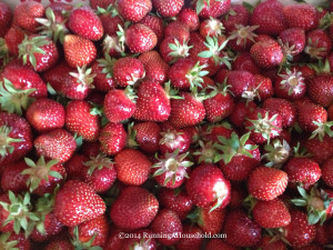 Are you ready to go strawberry picking?