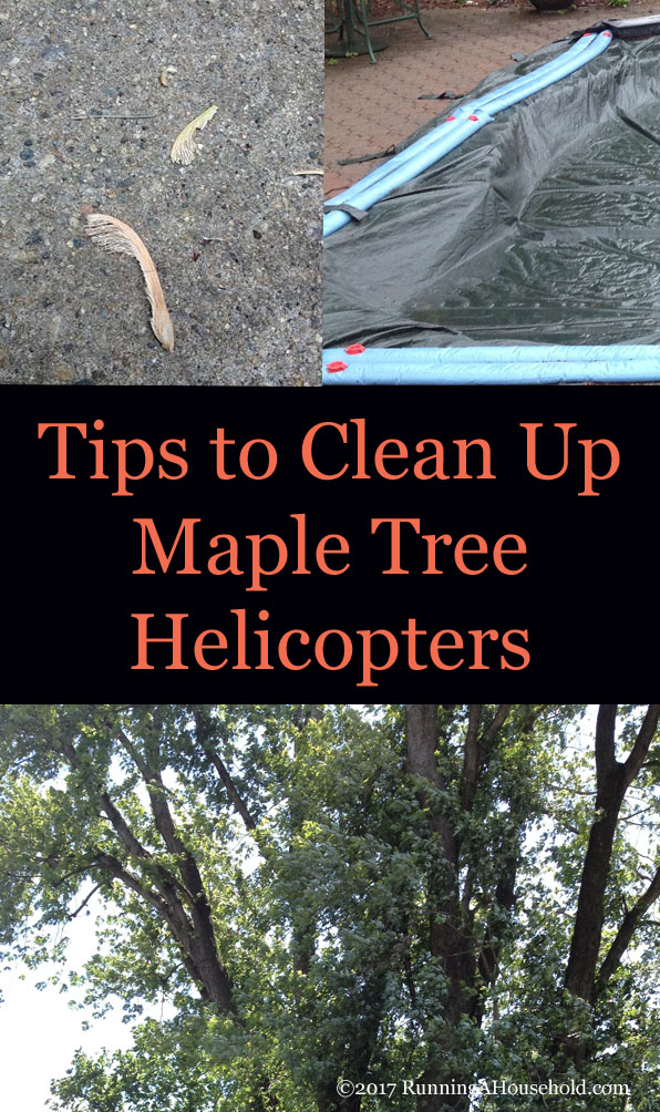Tips to Clean Up Maple Tree Helicopters
