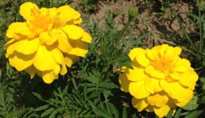 two yellow durango merigolds