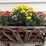 Fall - Mums in basket