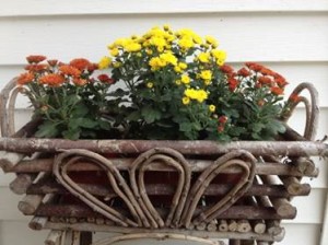 Fall - Mums in basket