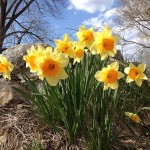 Daffodils outside