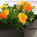 Orange Pansies in Black Container