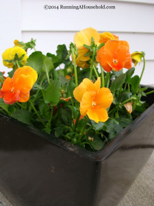 Orange Pansies in Black Container