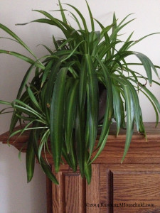 Spider Plant