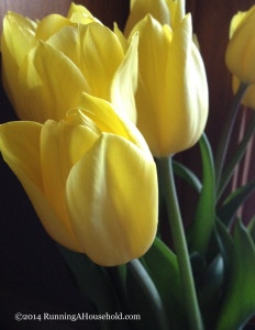 Yellow cut tulips