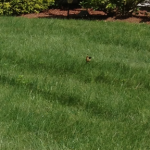 Green Grass; Don't like weeds; how to get rid of moles
