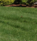 Green Grass; Don't like weeds; how to get rid of moles
