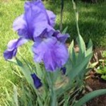 Bearded Iris