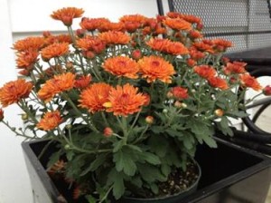 Fall - Orange mums