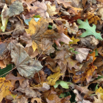 Leaves - oak