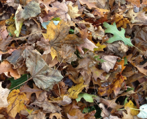 Leaves - oak