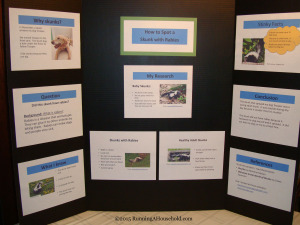 Science Fair Display Skunks