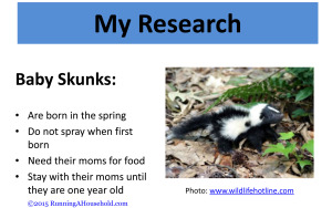 Skunks Science Fair Project