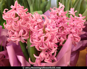 Pink potted hyacinths
