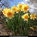 Yellow and orange tulips