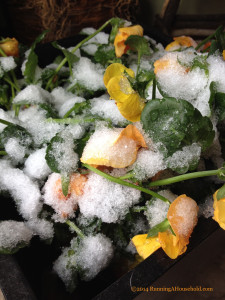 Orange pansies covered in snow