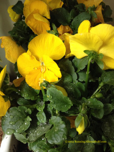 Yellow pansies after snow