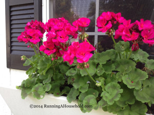 Pink geraniums in window boxes