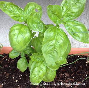 Basil Growing in Container