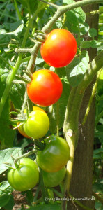 Red and Green Cherry Tomatoes