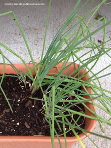 Chives in Container