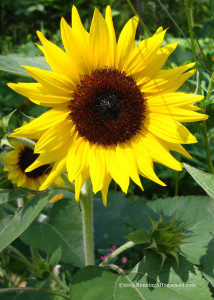 Dwarf Sunflowers