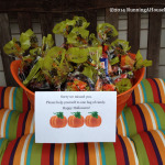 Halloween bucket of candy treats