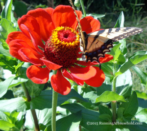 Giant Red Zinnia with butterfly