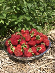 strawberries in stainless colander