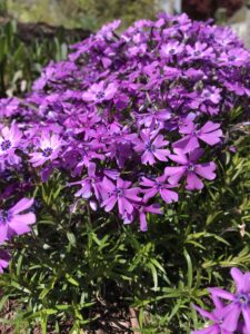 purple phlox