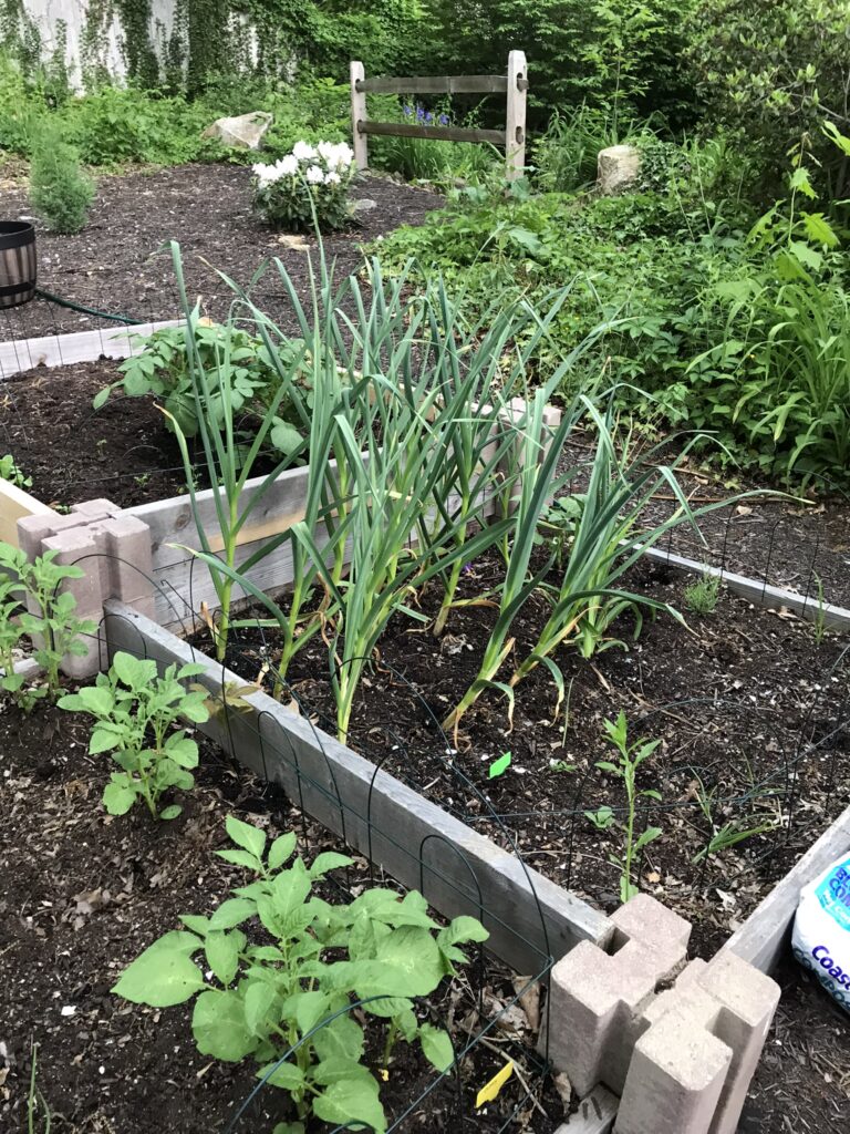 Garlic in raised bed