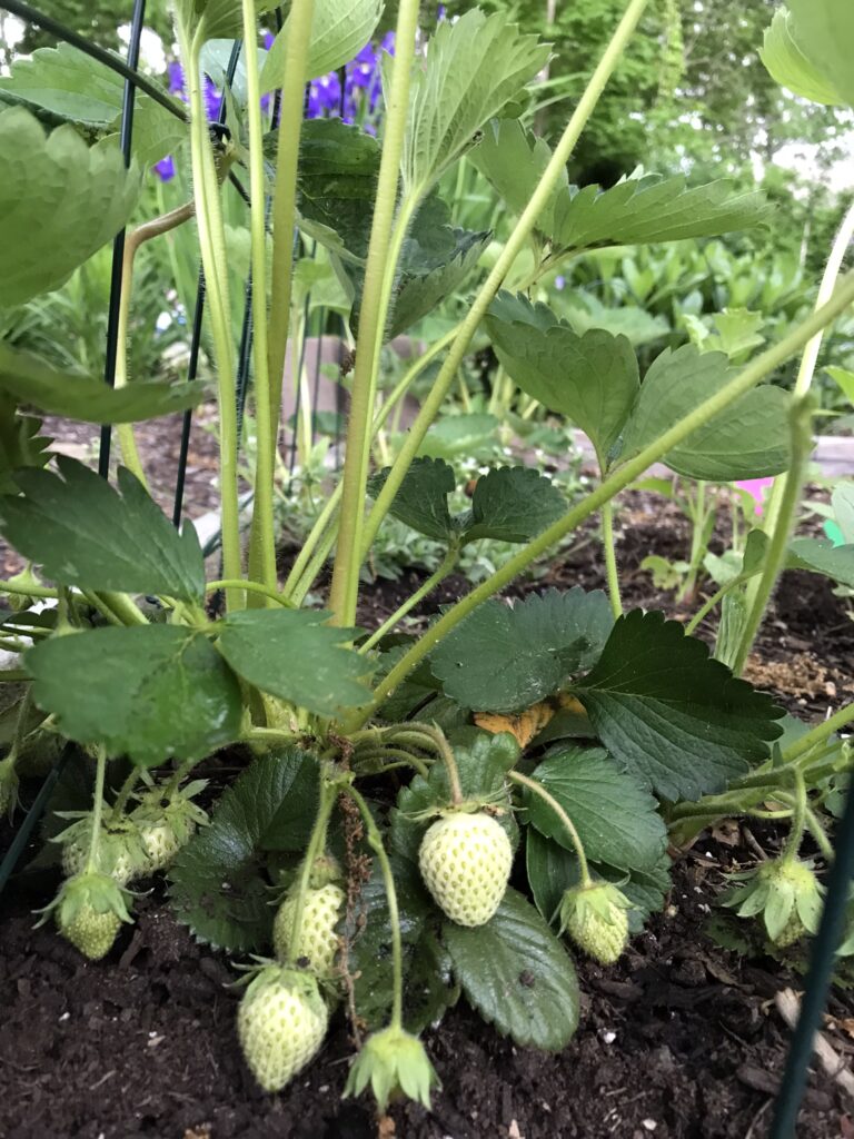 Unripe strawberries in raised garden bed