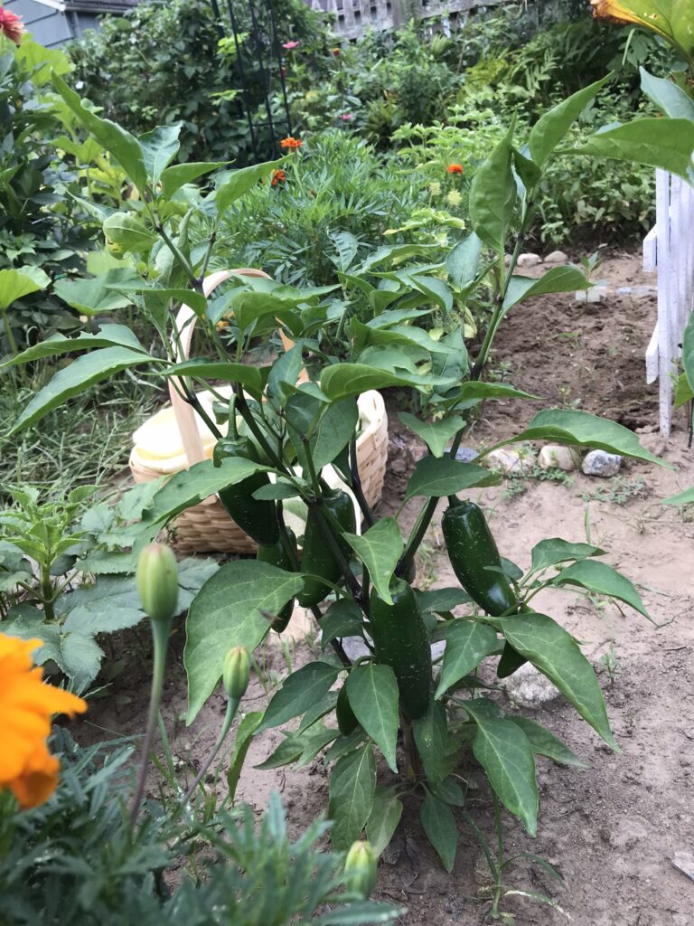 Jalepeno Pepper Plant