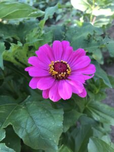 Bright pink zinnia