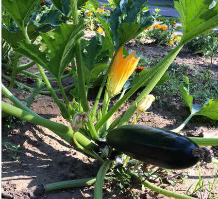 Zucchini plant with flowers